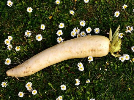 ৪. পাইলসের প্রকোপ কমায়: