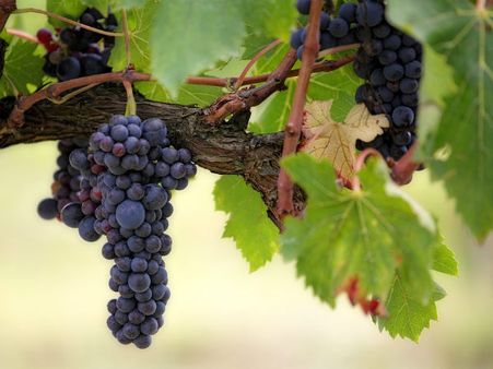 ১. ত্বকের বয়স কমায়: