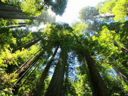 ১. বাড়িতে পুঁততে হবে বড় বড় গাছ: