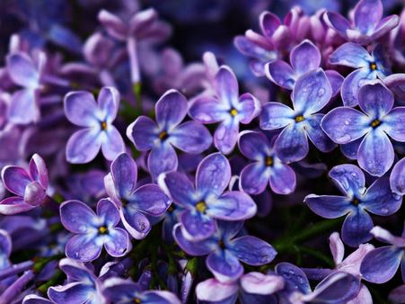 ১. রঙের বাহার: