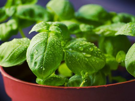 ১. লিভারের কর্মক্ষমতা বাড়ে: