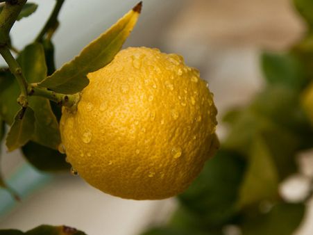 ১১. লেবু: