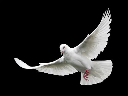 ২. পায়রা: