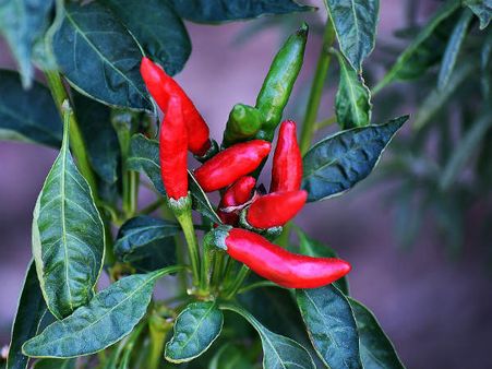 ২. সংক্রমণের আশঙ্কা কমায়: