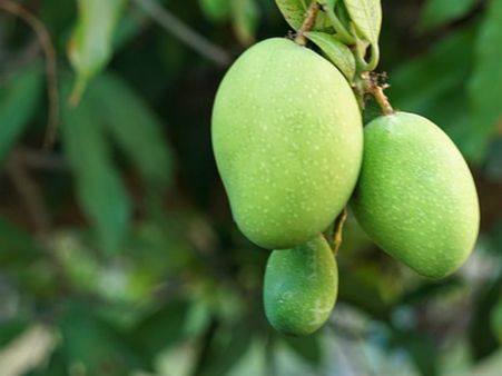 ২. কাঁচা আম: