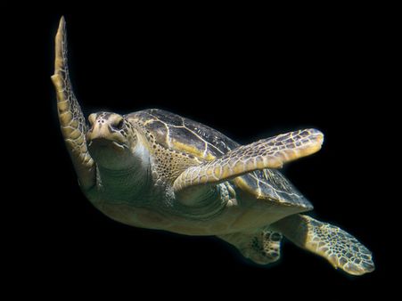 ২. লোহার কচ্ছপ: