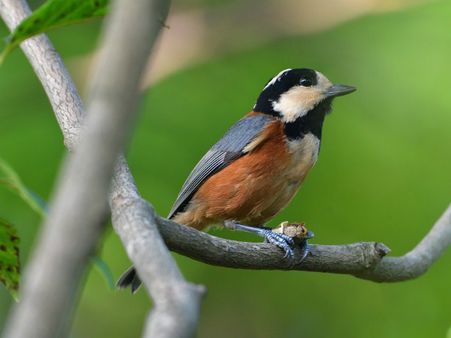 ২. পাখিদের জন্য জলের ব্যবস্থা করুন: