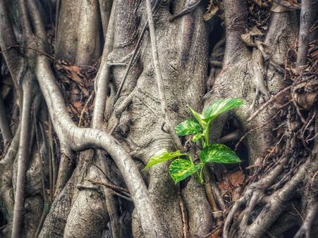 ৩. মানি প্লান্ট: