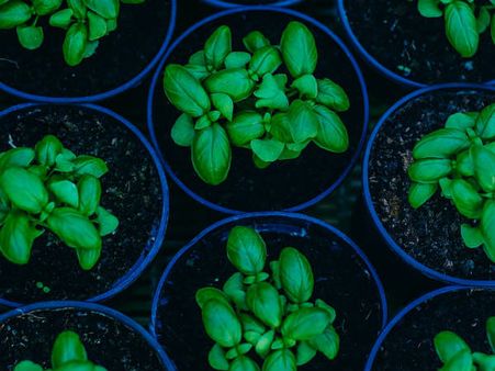 ৩. পুজোর কাজে লাগে: