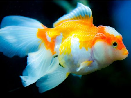 ৩. অ্যাকোয়ারিয়াম: