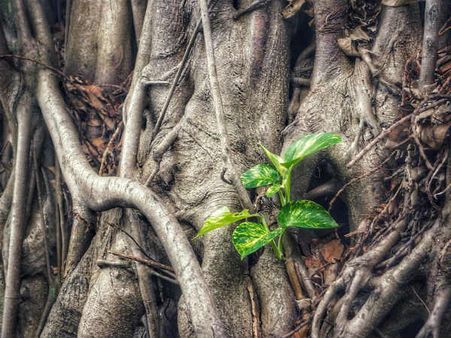 ৪. মানি প্লান্ট: