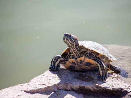 ৪. কাঠের কচ্ছপ: