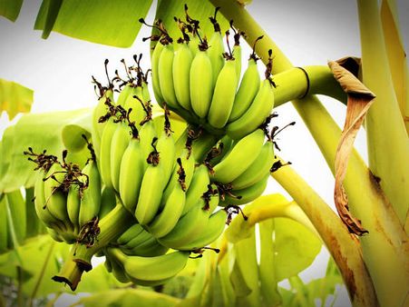 ৫. কলা গাছ: