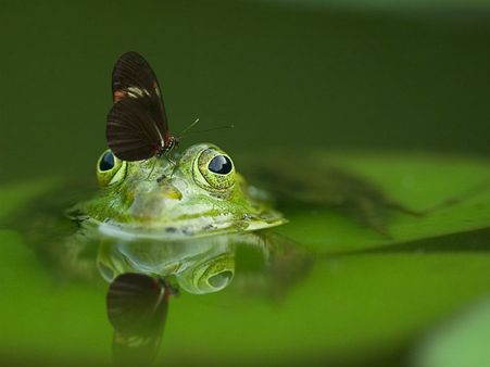 ৬. ব্যাঙ: