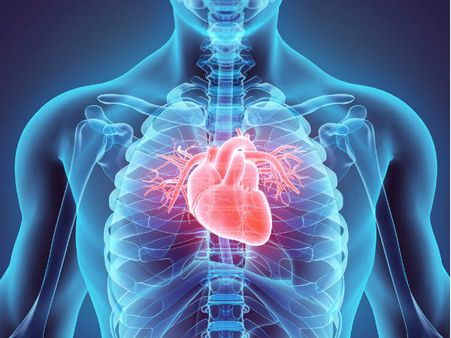 ৯. হার্টের কর্মক্ষমতা বাড়ায়: