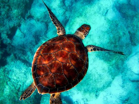 ৬. কচ্ছপ এবং জল: