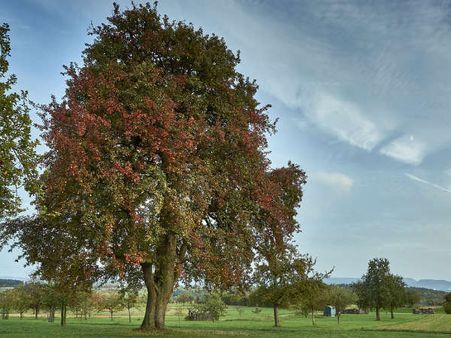 ৬.বড় বড় গাছ নৈব নৈব চ: