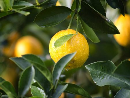 ৭. লেবু গাছ: