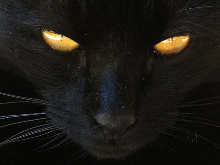 ৭. বিড়ালের রাস্তা কাটা: