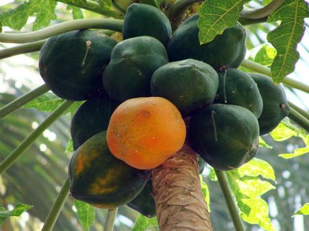 ৮. কিডনির স্টোনের আশঙ্কা বৃদ্ধি করে: