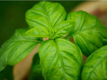 ৮. পুড়ে যাওয়া ত্বকের পরিচর্যায় কাজে লাগে: