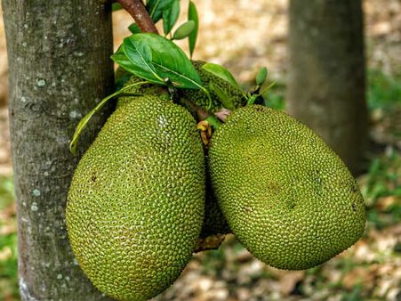 ৮. প্রোটিনের ঘাটতি দূর হয়: