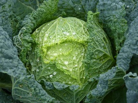 ৯. সালফারের ঘাটতি দূর হয়: