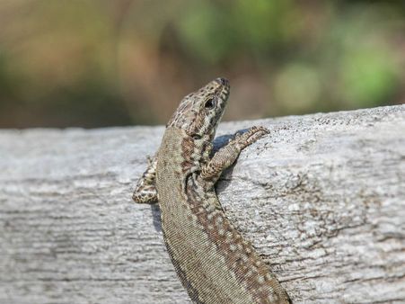 ৩. চুলে লাগলে: