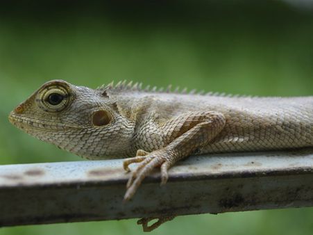 ৫. ঘাড়ের উপর পরলে: