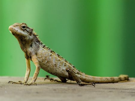 ১০. মৃত টিকটিকি: