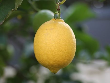 ১০. লেবু: