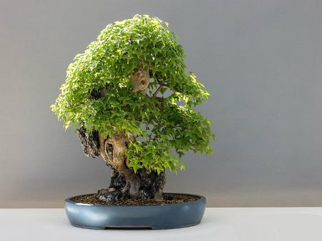 ২. বনসাই: