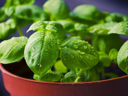 ২. তুলসি পাতা: