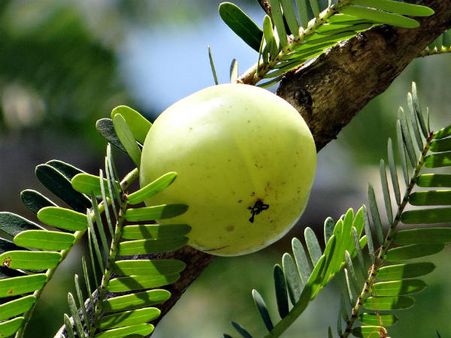 ২. আমলকি, দই এবং মধু: