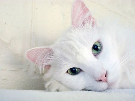 ৩. কুকুর-বিড়ালের ঘোরাফেরা বেড়ে যায়: