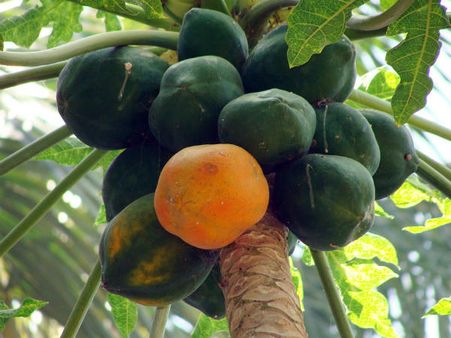 ৩. ডার্ক সার্কেল কমায়: