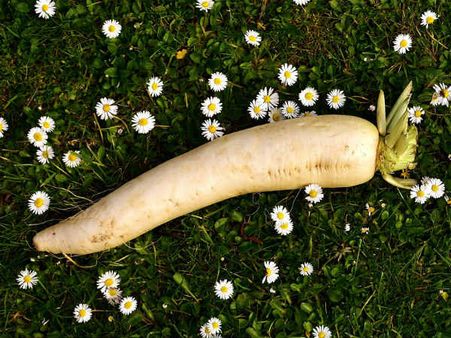 ৪. মূলো: