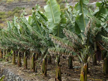 ৪. কলা গাছের পুজো করতে হবে: