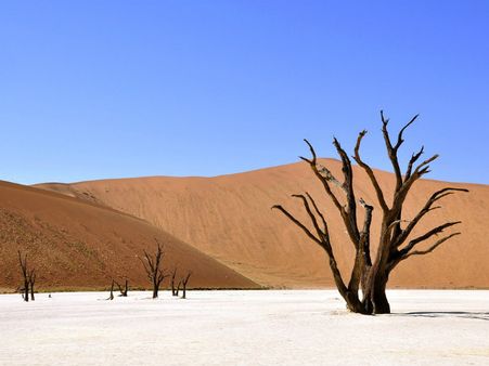 ৫. মরে যাওয়া গাছ: