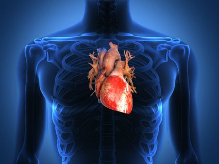 ৫. হার্টের কর্মক্ষমতা বৃদ্ধি পায়: