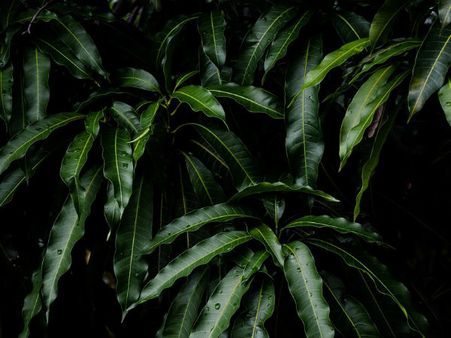 ৫. আম পাতা: