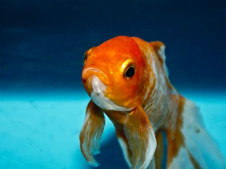 ৫. গোল্ড ফিশ: