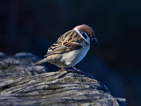 ৬. পাখির পটি মাথার উপর: