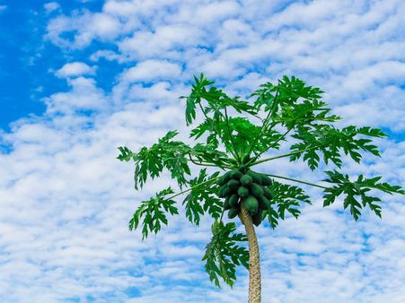 ৬. ব্রণর প্রকোপ কমায়: