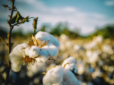 ৭. তুলো গাছ: