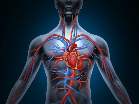 ৭. রক্ত প্রবাহের উন্নতি ঘটে: