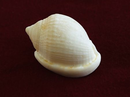 ৮. ফুসফুসের কার্যক্ষমতা বৃদ্ধি পায়: