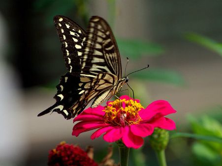 ৮. বাড়ির উত্তর এবং পূর্ব দিকে নয়: