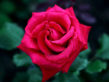 ৫. গোলাপের পাঁপড়ি এবং দুধ: