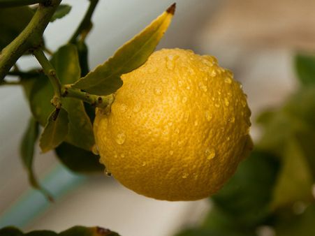 ৮. লেবু তেল: